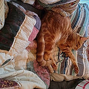 Hunter is registered to the contest to win money with this photo: bedding, carnivore, cat, claw, comfort, domestic_short_haired_cat, fawn, felidae, fur, human_leg, linens, nap, pattern, paw, room, small_to_medium_sized_cats, tail, tree, whiskers, wood