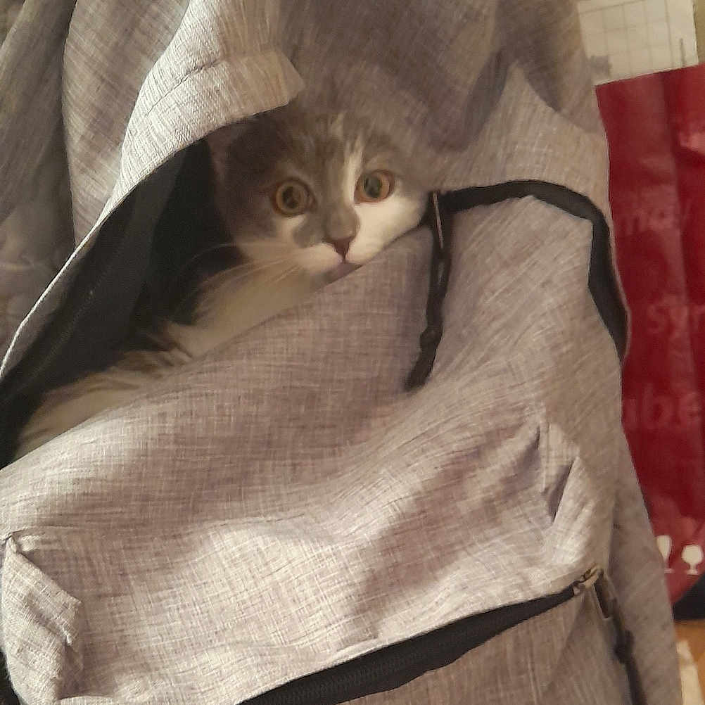 Gribouille a rejoint le concours — aidez-le/la à gagner de superbes lots ! abyssinian, accessories, animal, baby, bag, bed, blanket, cat, chair, couch, cushion, furniture, handbag, homedecor, kitten, linen, person, pet, purse, quilt