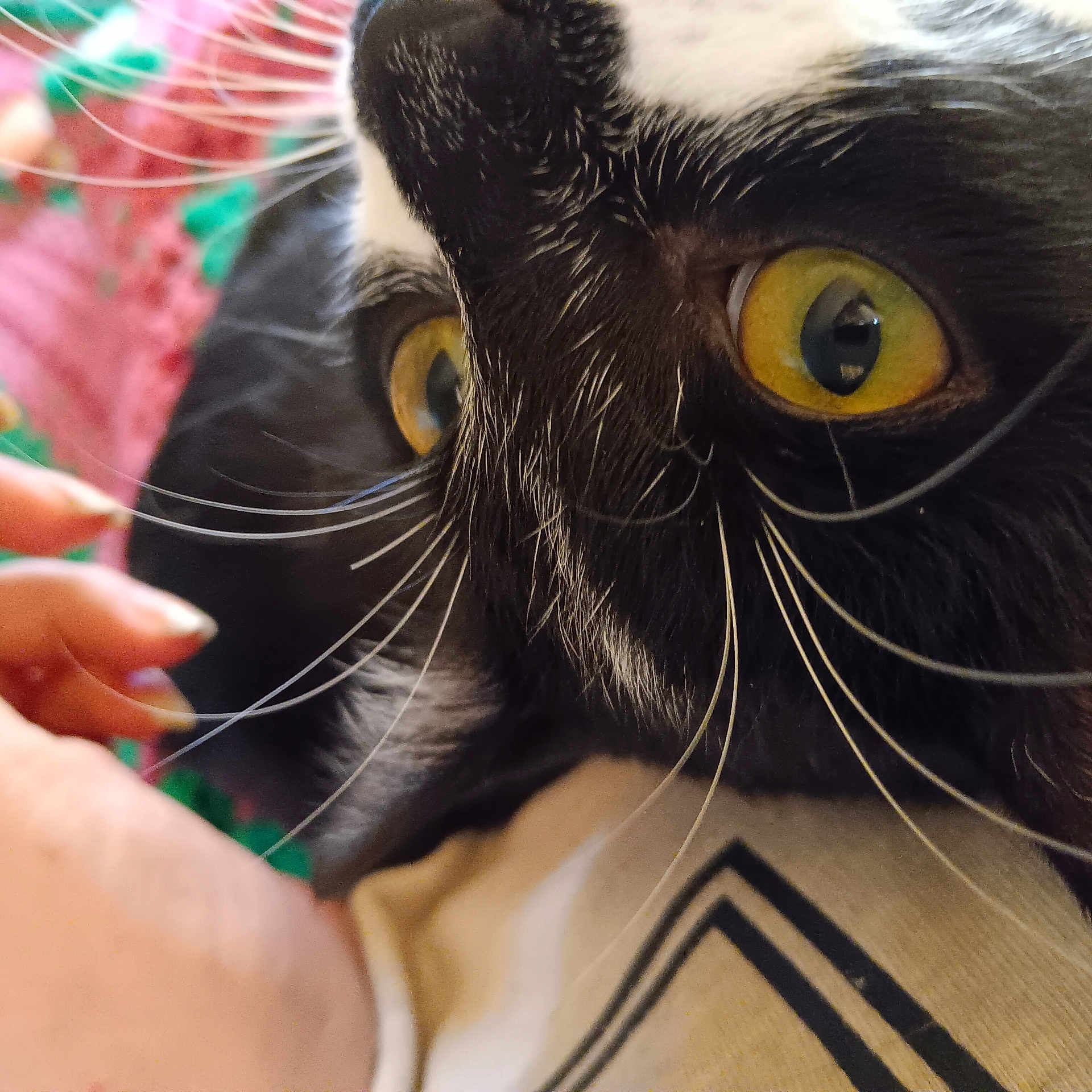 Lily Rose is registered to the contest to win money with this photo: animal, black_and_white, cat, close_range, close_up, colorful_background, curious, cute, domestic, eye_contact, feline, fur, human_hand, indoor, pet, pet_interaction, portrait, soft_focus, whiskers, yellow_eyes