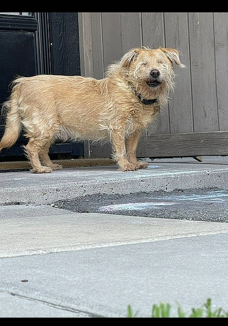 Buddy joined the competition — help win amazing prizes! canidae, carnivore, companion_dog, dog, dog_breed, fawn, fur, road_surface, small_terrier, snout, sporting_group, tail, terrestrial_animal, terrier, toy_dog, wood