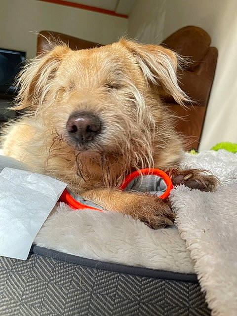 Buddy joined the competition — help win amazing prizes! canidae, carnivore, collar, companion_dog, dog, dog_breed, dog_collar, dog_supply, fur, lakeland_terrier, leash, pet_supply, small_terrier, snout, sporting_group, terrier, toy_dog, welsh_terrier, working_animal, working_terrier