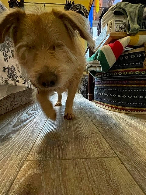 Buddy is registered to the contest to win money with this photo: carnivore, companion_dog, dog, dog_breed, floor, flooring, fur, hardwood, laminate_flooring, liver, plank, plywood, terrestrial_animal, toy_dog, varnish, whiskers, wood, wood_flooring, wood_stain, working_animal