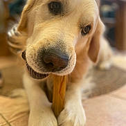 Samm a rejoint le concours — aidez-le/la à gagner de superbes lots ! dog, golden_retriever, pet, close_up, portrait, paws, chew_toy, bone, nose, whiskers, fur, brown_eyes, indoor, tile_floor, shallow_depth_of_field, adorable, chewing, muzzle, cozy, domestic