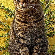 Mr Tigrou a rejoint le concours — aidez-le/la à gagner de superbes lots ! animal, calm, cat, closeup, domestic_animal, ears, eyes, fur, greenery, mammal, nature, outdoor, pet, portrait, sitting, stone, sunlight, tabby_cat, whiskers, yellow_wall