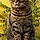 Mr Tigrou