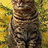 animal, calm, cat, closeup, domestic_animal, ears, eyes, fur, greenery, mammal, nature, outdoor, pet, portrait, sitting, stone, sunlight, tabby_cat, whiskers, yellow_wall