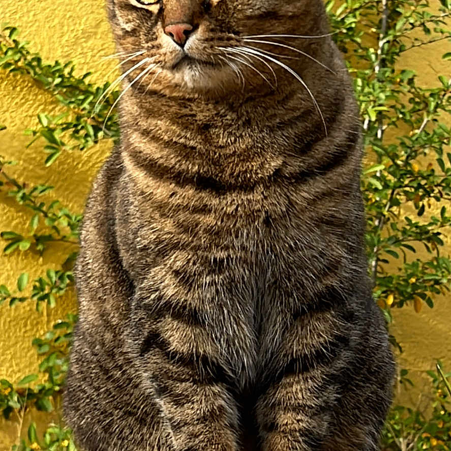 Mr Tigrou a rejoint le concours — aidez-le/la à gagner de superbes lots ! animal, calm, cat, closeup, domestic_animal, ears, eyes, fur, greenery, mammal, nature, outdoor, pet, portrait, sitting, stone, sunlight, tabby_cat, whiskers, yellow_wall