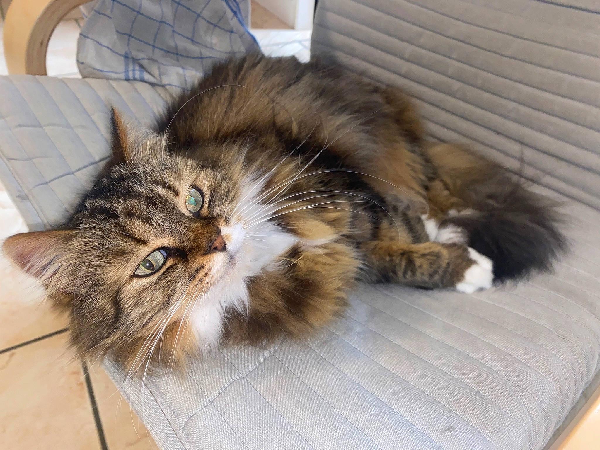 Mimi participe au concours pour gagner de l'argent avec cette photo : british_longhair, carnivore, cat, claw, comfort, domestic_short_haired_cat, felidae, fur, hardwood, maine_coon, nap, paw, plant, siberian, small_to_medium_sized_cats, tail, terrestrial_animal, whiskers