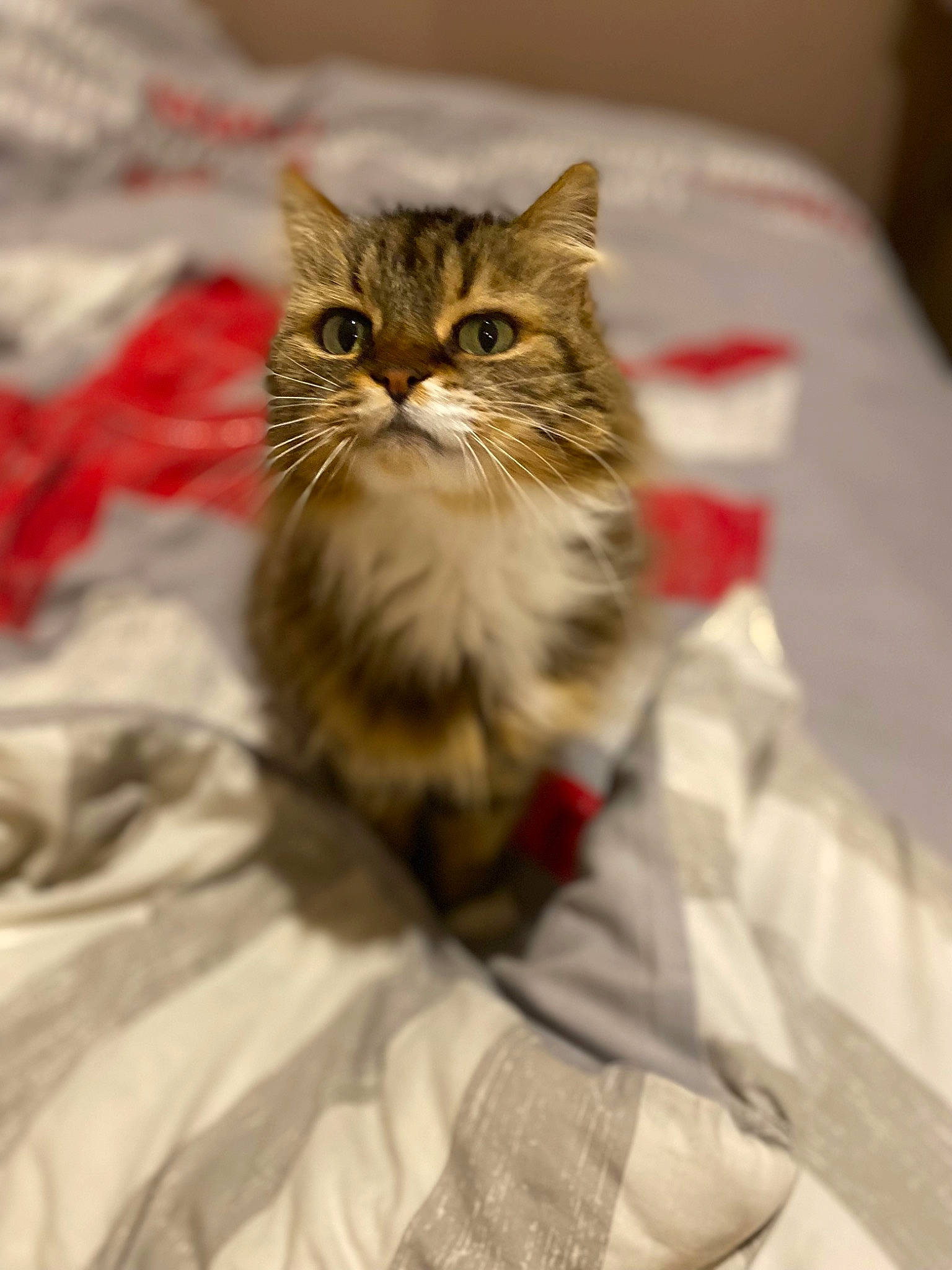 Mimi a rejoint le concours — aidez-le/la à gagner de superbes lots ! carnivore, cat, claw, comfort, domestic_short_haired_cat, fawn, felidae, fur, paw, sitting, small_to_medium_sized_cats, snout, terrestrial_animal, whiskers