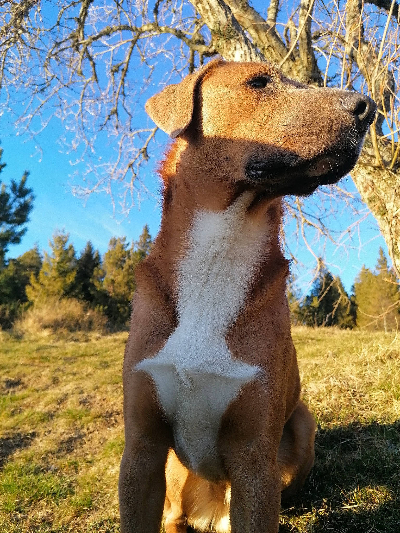 Bangka a rejoint le concours — aidez-le/la à gagner de superbes lots ! africanis, ancient_dog_breeds, canidae, carnivore, companion_dog, dog, dog_breed, fawn, fox_terrier, hunting_dog, mammal, plummer_terrier, smooth_fox_terrier, snout, terrier, vertebrate