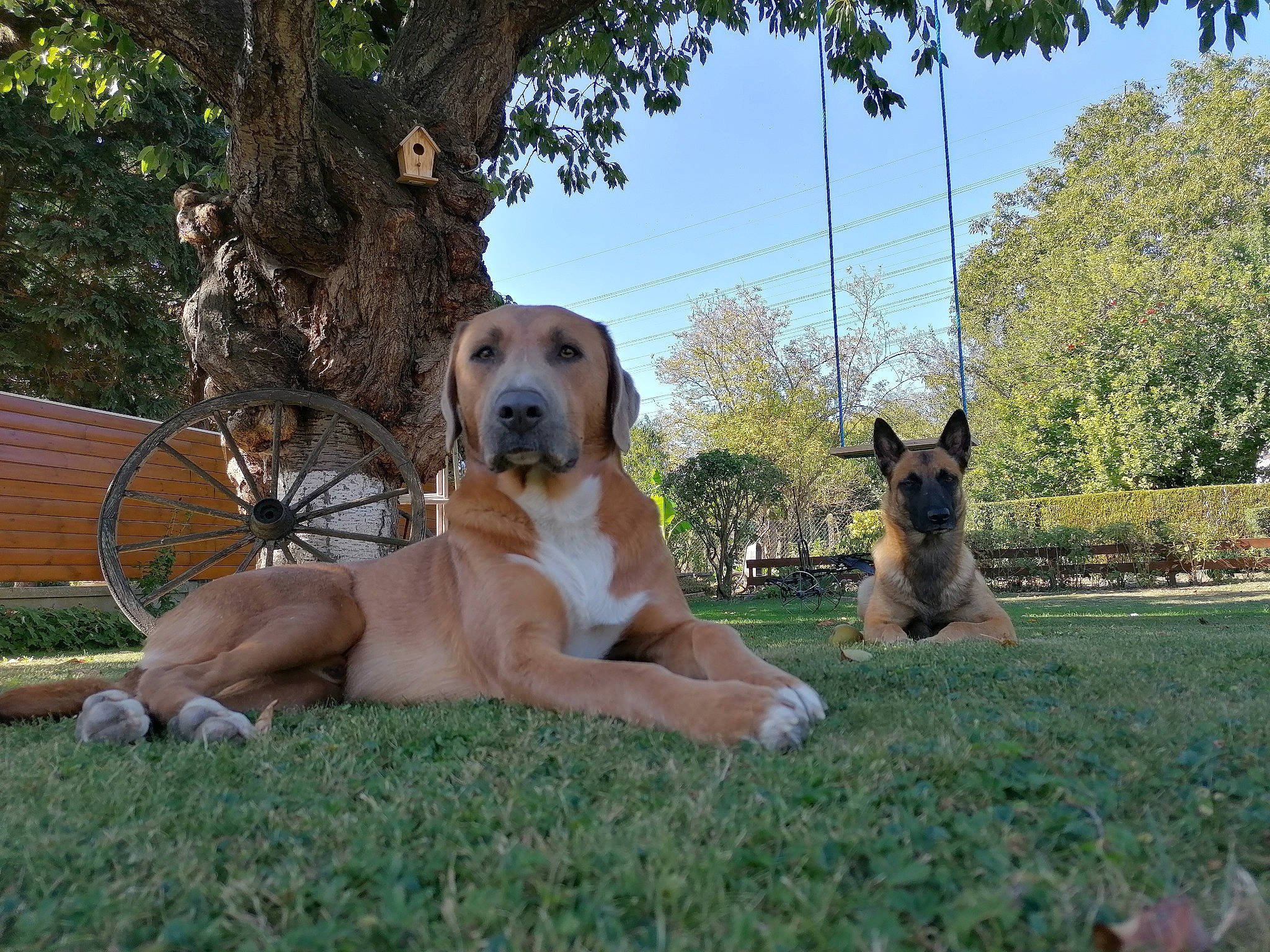 Bangka a rejoint le concours — aidez-le/la à gagner de superbes lots ! black_mouth_cur, broholmer, canidae, carnivore, companion_dog, dog, dog_breed, fawn, fila_brasileiro, great_dane, guard_dog, mammal, rare_breed_dog, rhodesian_ridgeback, sporting_group, tosa, vertebrate, working_dog