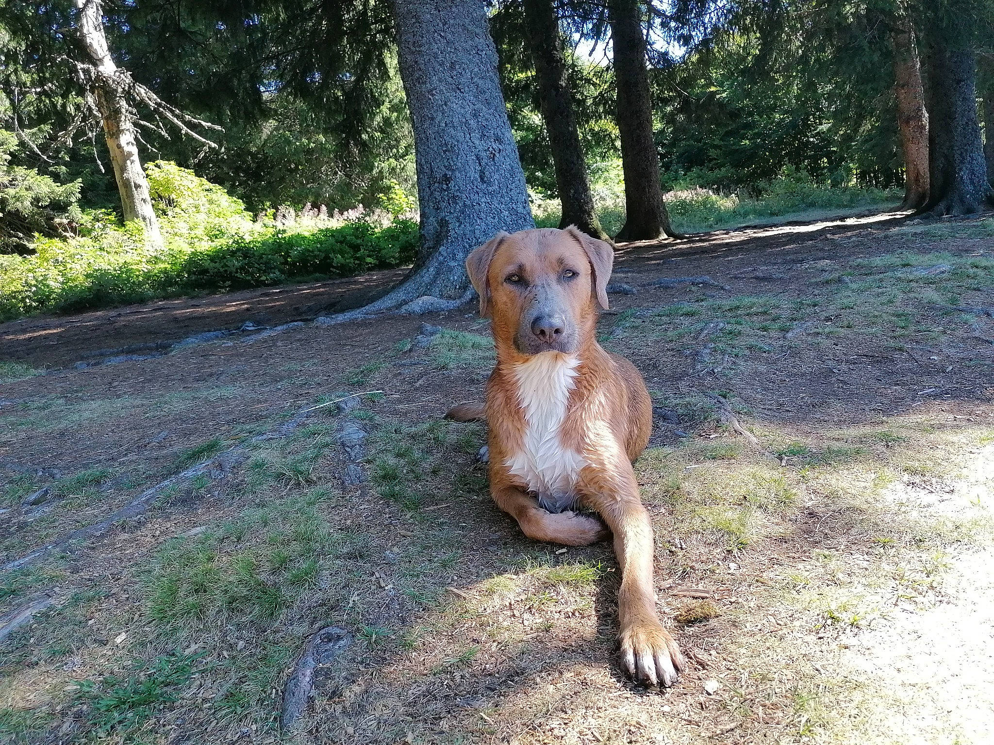 Bangka participe au concours pour gagner de l'argent avec cette photo : canidae, carnivore, companion_dog, coonhound, dog, dog_breed, fawn, hound, hunting_dog, mammal, mountain_cur, posavac_hound, rare_breed_dog, rhodesian_ridgeback, segugio_italiano, serbian_hound, sporting_group, styrian_coarse_haired_hound, vertebrate