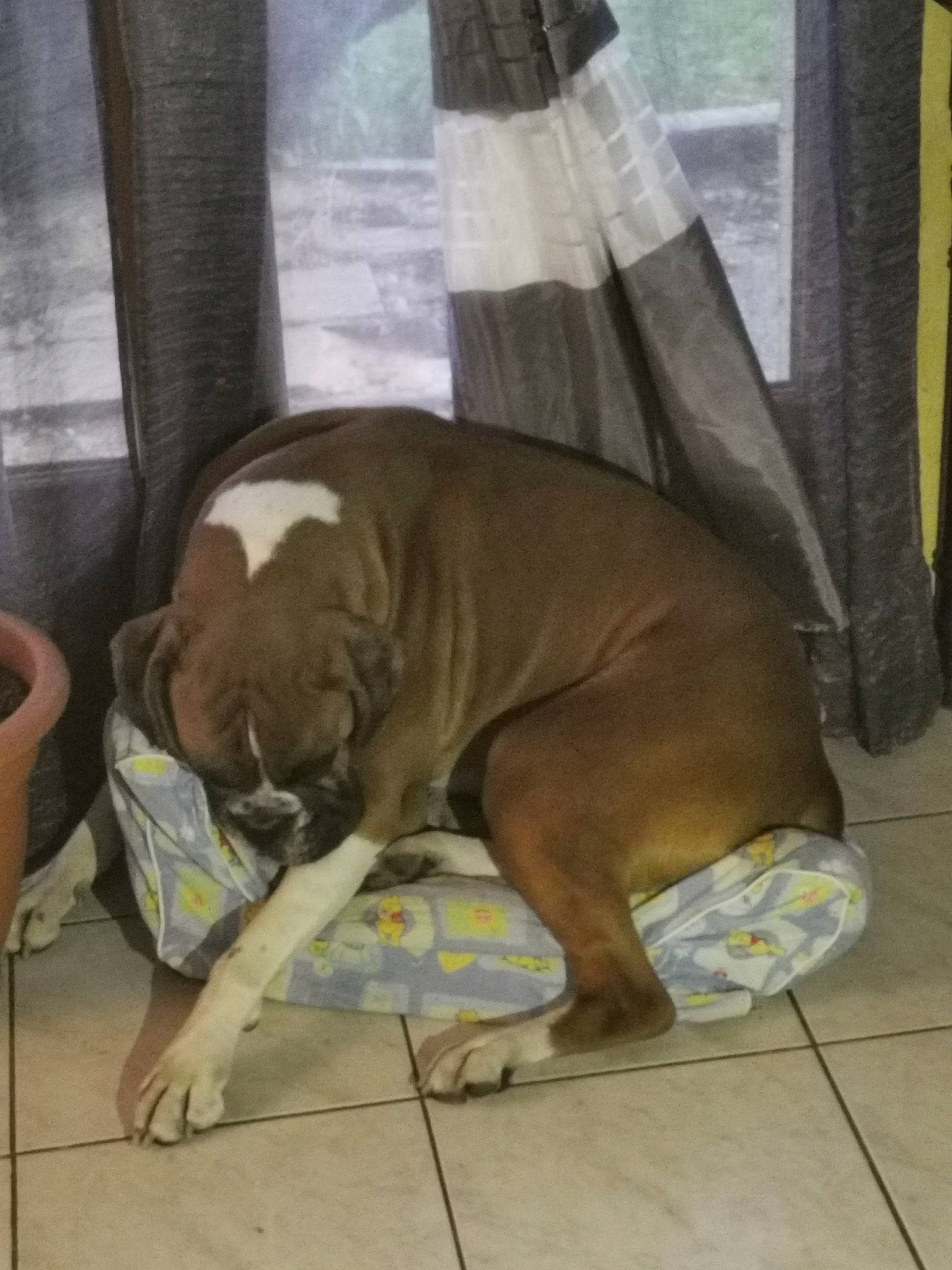 Nala a rejoint le concours — aidez-le/la à gagner de superbes lots ! american_bulldog, american_pit_bull_terrier, boerboel, boxer, bulldog, bullmastiff, canidae, carnivore, companion_dog, dog, dog_breed, dogue_de_bordeaux, fawn, non_sporting_group, old_english_bulldog, olde_english_bulldogge, pit_bull, snout, sporting_group