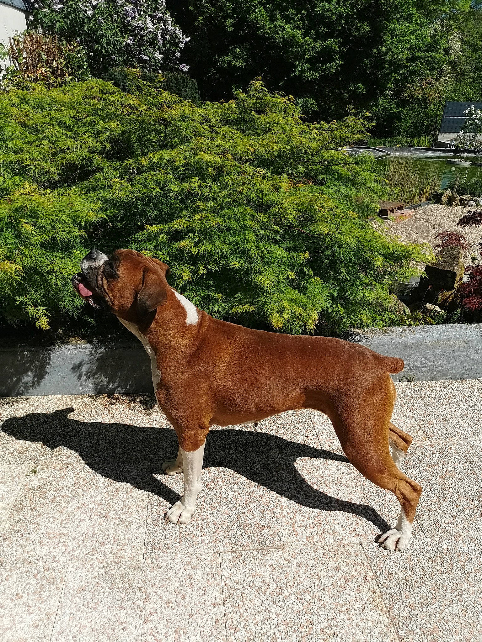 Nala participe au concours pour gagner de l'argent avec cette photo : boerboel, boxer, canidae, carnivore, dog, dog_breed, fawn, mammal, rare_breed_dog, sporting_group, tosa, vertebrate, working_dog