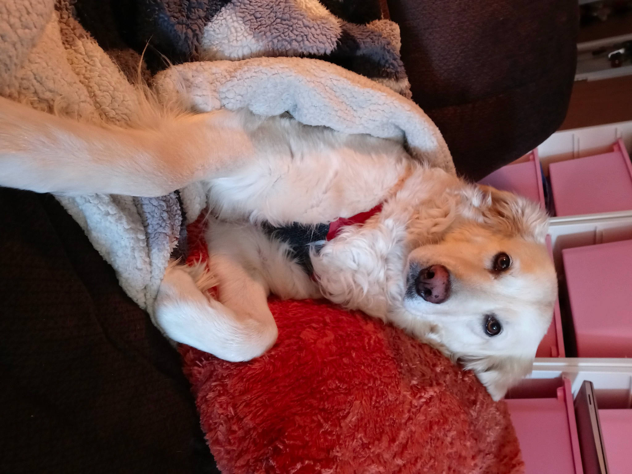 Sasha joined the competition — help win amazing prizes! canidae, carnivore, comfort, companion_dog, couch, dog, dog_breed, fawn, felidae, fur, lap, linens, mammal, small_to_medium_sized_cats, snout, sporting_group, stuffed_toy, toy, toy_dog, whiskers