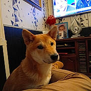 Uchiki a rejoint le concours — aidez-le/la à gagner de superbes lots ! animal, brown_fur, cabinet, couch, curious, dog, ears, face, furniture, home_decor, indoor, living_room, people_on_tv, pet, picture_frame, portrait, seated, shiba_inu, television, wallpaper