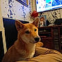 animal, brown_fur, cabinet, couch, curious, dog, ears, face, furniture, home_decor, indoor, living_room, people_on_tv, pet, picture_frame, portrait, seated, shiba_inu, television, wallpaper