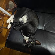 Oreo is registered to the contest to win money with this photo: animal, black_and_white, cat, chair, cozy, domestic, feline, floor, indoor, leather_chair, pet, playful, relaxed, resting, slipper, spongebob, upside_down, whiskers, wide_eyes, wooden_floor