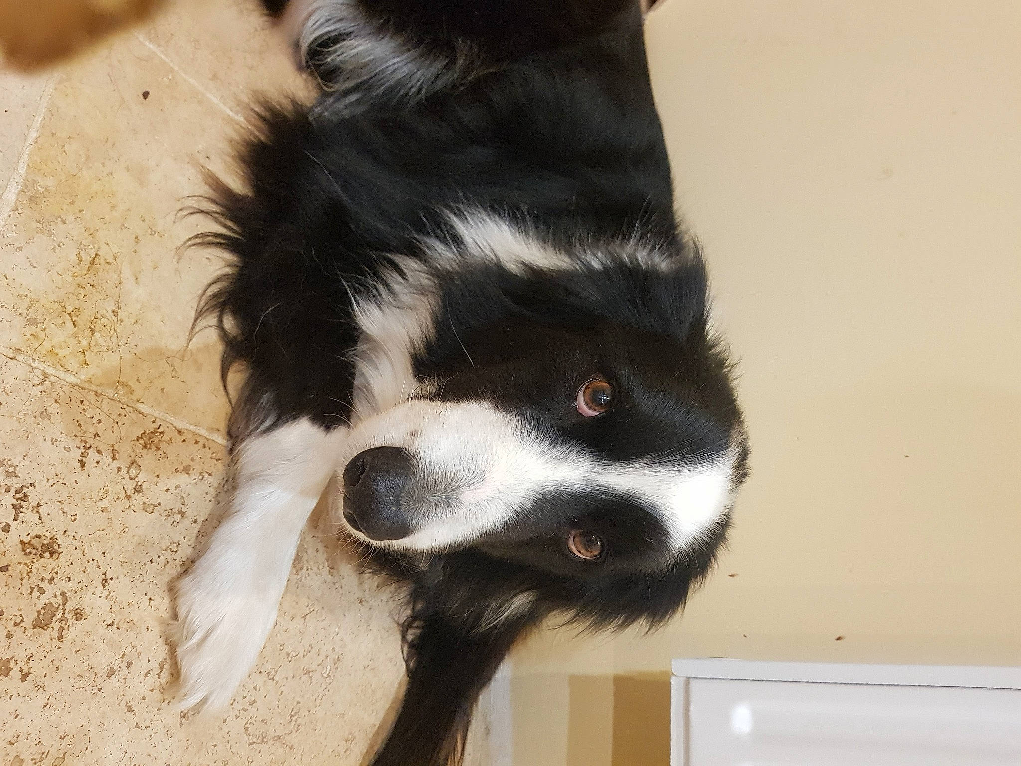 Loux participe au concours pour gagner de l'argent avec cette photo : border_collie, canidae, carnivore, claw, companion_dog, dog, dog_breed, foot, fur, herding_dog, non_sporting_group, paw, puppy, sporting_group, tail, terrestrial_animal, toy_dog, whiskers, working_animal, working_dog