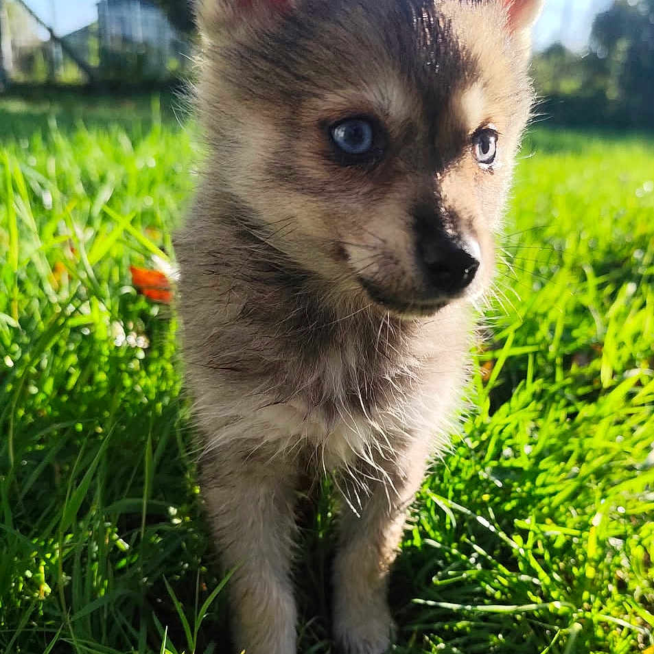 Busta participe au concours pour gagner de l'argent avec cette photo : adorable, animal, blue_eyes, close_up, cute, daylight, dog, ears, fur, grass, greenery, mammal, nature, outdoor, pet, playful, puppy, small, sunlight, young