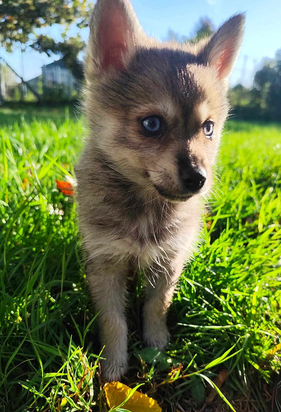 Busta participe au concours pour gagner de l'argent avec cette photo : puppy, dog, grass, outdoor, sunlight, blue_eyes, cute, animal, young, fur, nature, pet, small, ears, daylight, close_up, adorable, mammal, playful, greenery