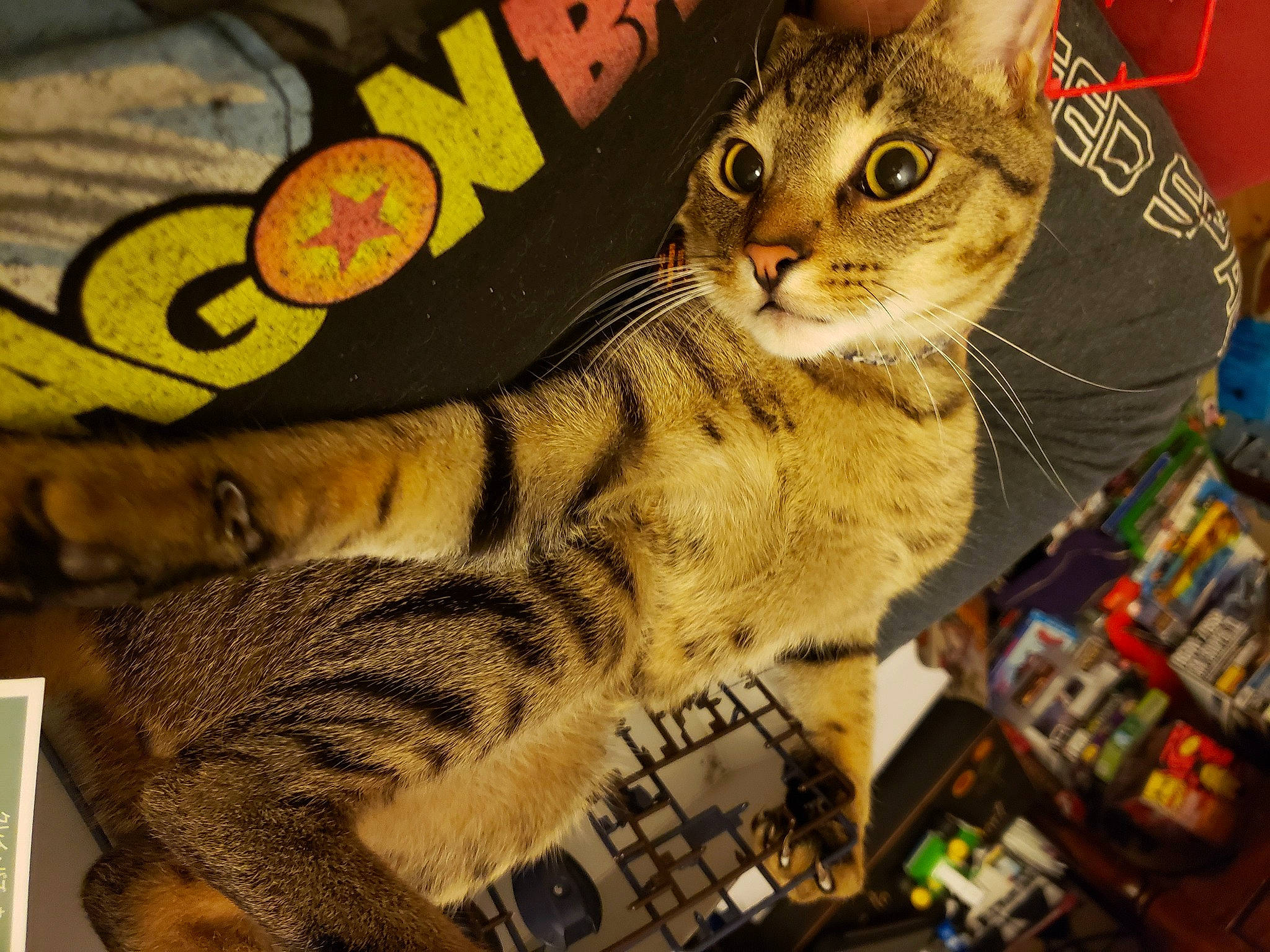 Conan is registered to the contest to win money with this photo: carnivore, cat, domestic_short_haired_cat, fashion_accessory, fawn, felidae, fur, pattern, paw, photo_caption, publication, small_to_medium_sized_cats, snout, tail, terrestrial_animal, whiskers, wildlife