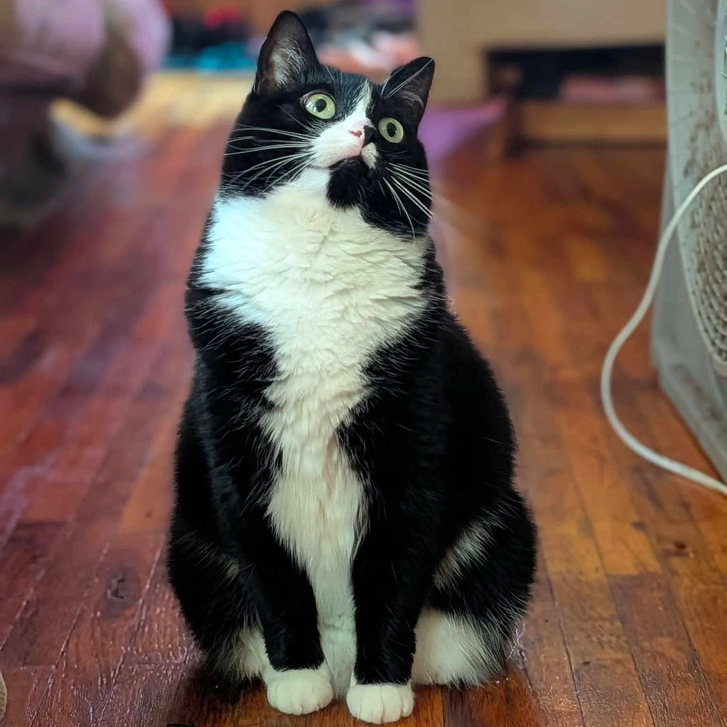 Bella