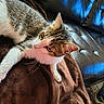Mia is registered to the contest to win money with this photo: animal, blanket, brown, cat, close_up, couch, ears, eyes, face, indoor, leather, lying_down, pet, pink_nose, portrait, relaxed, short_hair, tabby, whiskers, white_fur