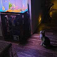 Mia is registered to the contest to win money with this photo: animal, aquarium, aquatic_plants, black_and_white_cat, cat, colorful, dim_lighting, fish_tank, furniture, gravel, hallway, home, indoor, pet, portrait, purple_lighting, shelf, sitting, tropical_fish, wooden_floor