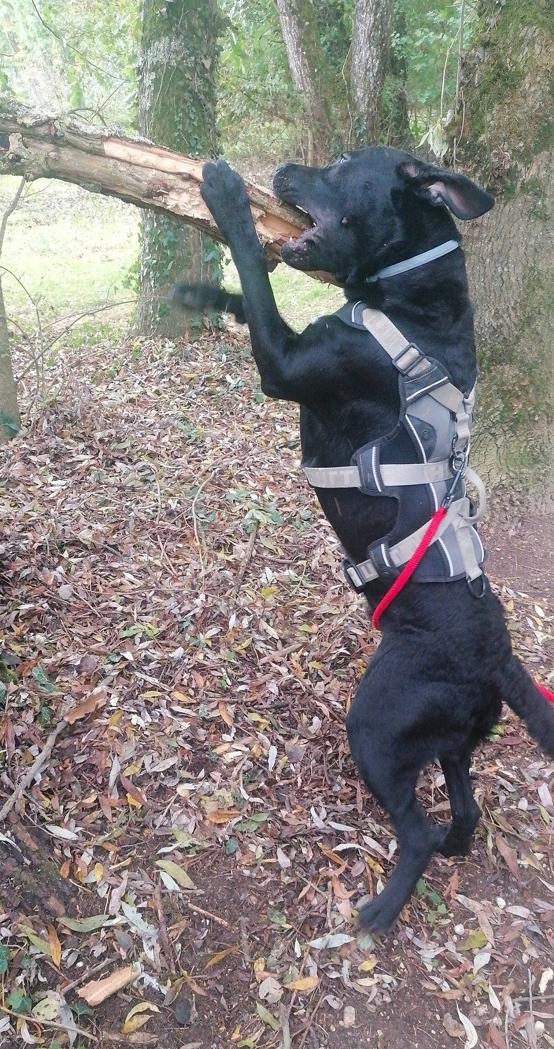 Oreo participe au concours pour gagner de l'argent avec cette photo : black, borador, canidae, carnivore, collar, companion_dog, dog, dog_breed, dog_collar, dog_supply, hunting_dog, leash, mammal, patterdale_terrier, pet_supply, snout, sporting_group, tail, twig, working_animal