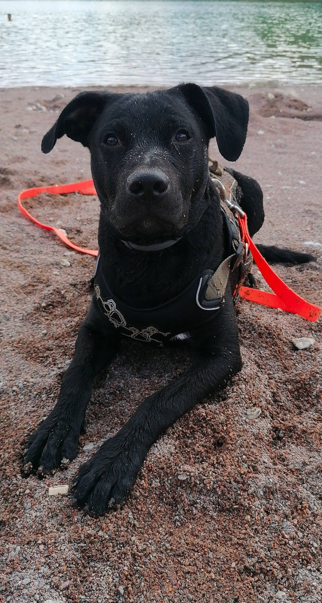 Oreo a rejoint le concours — aidez-le/la à gagner de superbes lots ! black, canidae, carnivore, collar, companion_dog, dog, dog_breed, dog_collar, dog_supply, leash, mammal, non_sporting_group, pet_supply, snout, sporting_group, whiskers, working_animal, working_dog