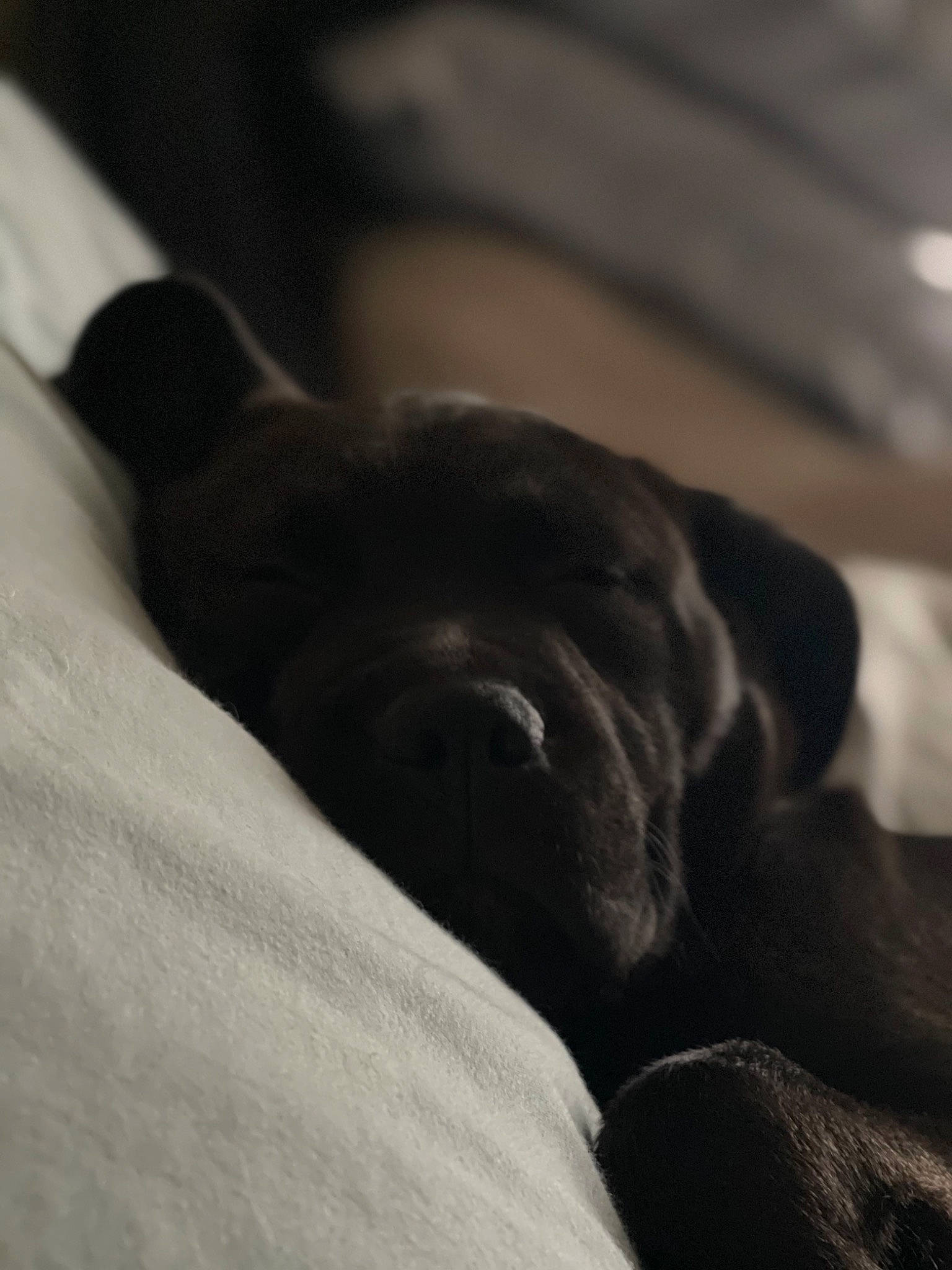 Hoss joined the competition — help win amazing prizes! borador, carnivore, cloud, comfort, companion_dog, darkness, dog, dog_breed, fur, gesture, grey, guard_dog, monochrome_photography, snout, sporting_group, tints_and_shades, whiskers, wood, working_animal, wrinkle