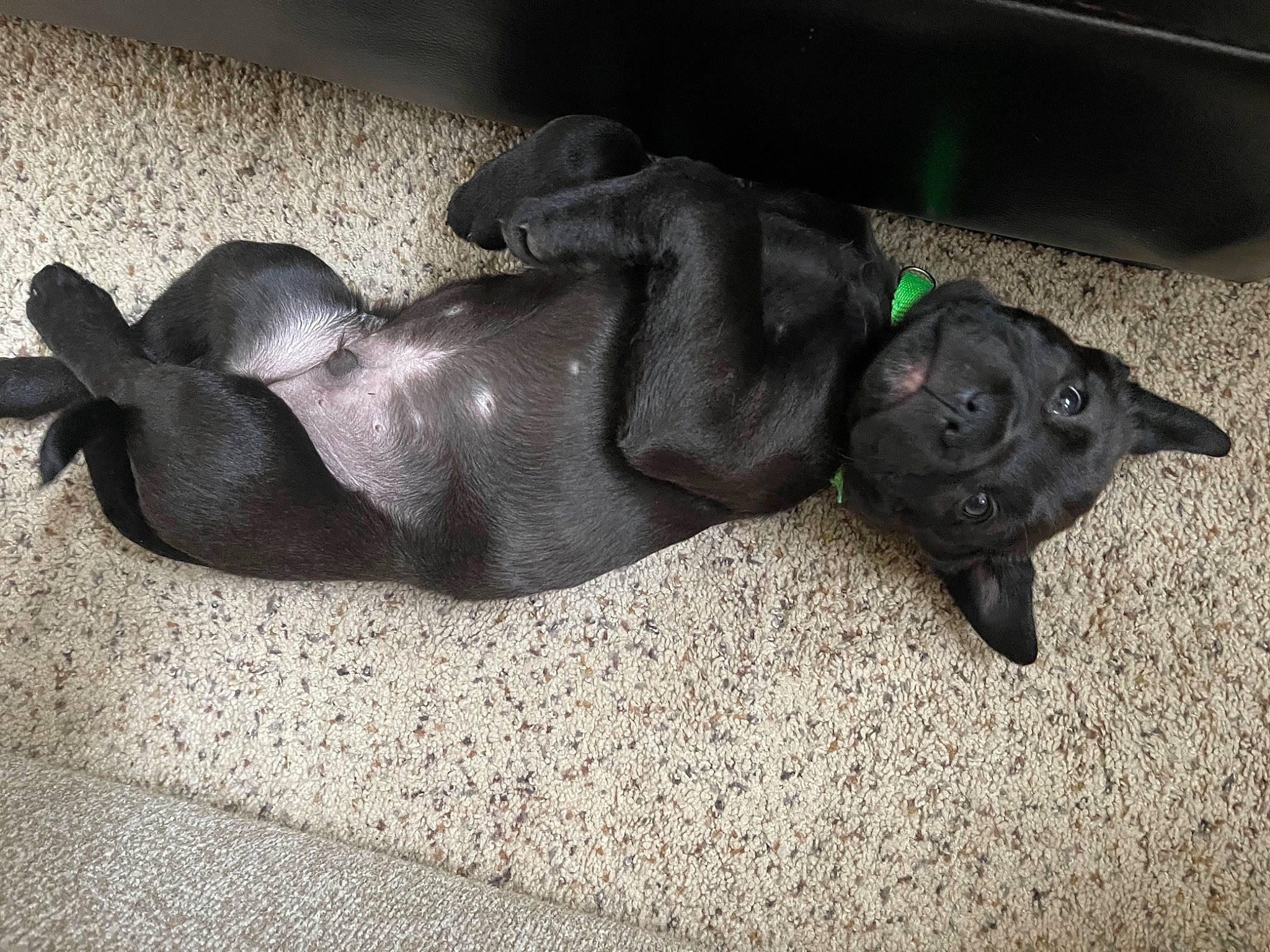 Hoss joined the competition — help win amazing prizes! art, canidae, carnivore, comfort, companion_dog, dog, dog_breed, fawn, grey, guard_dog, head, human_leg, personal_protective_equipment, sculpture, snout, sporting_group, statue, tail, terrestrial_animal, working_animal