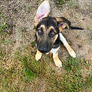 Arlo joined the competition — help win amazing prizes! puppy, dog, german_shepherd, grass, outdoor, young, pet, animal, cute, ears, fur, black, tan, sitting, looking_up, nature, canine, alert, adorable, ground