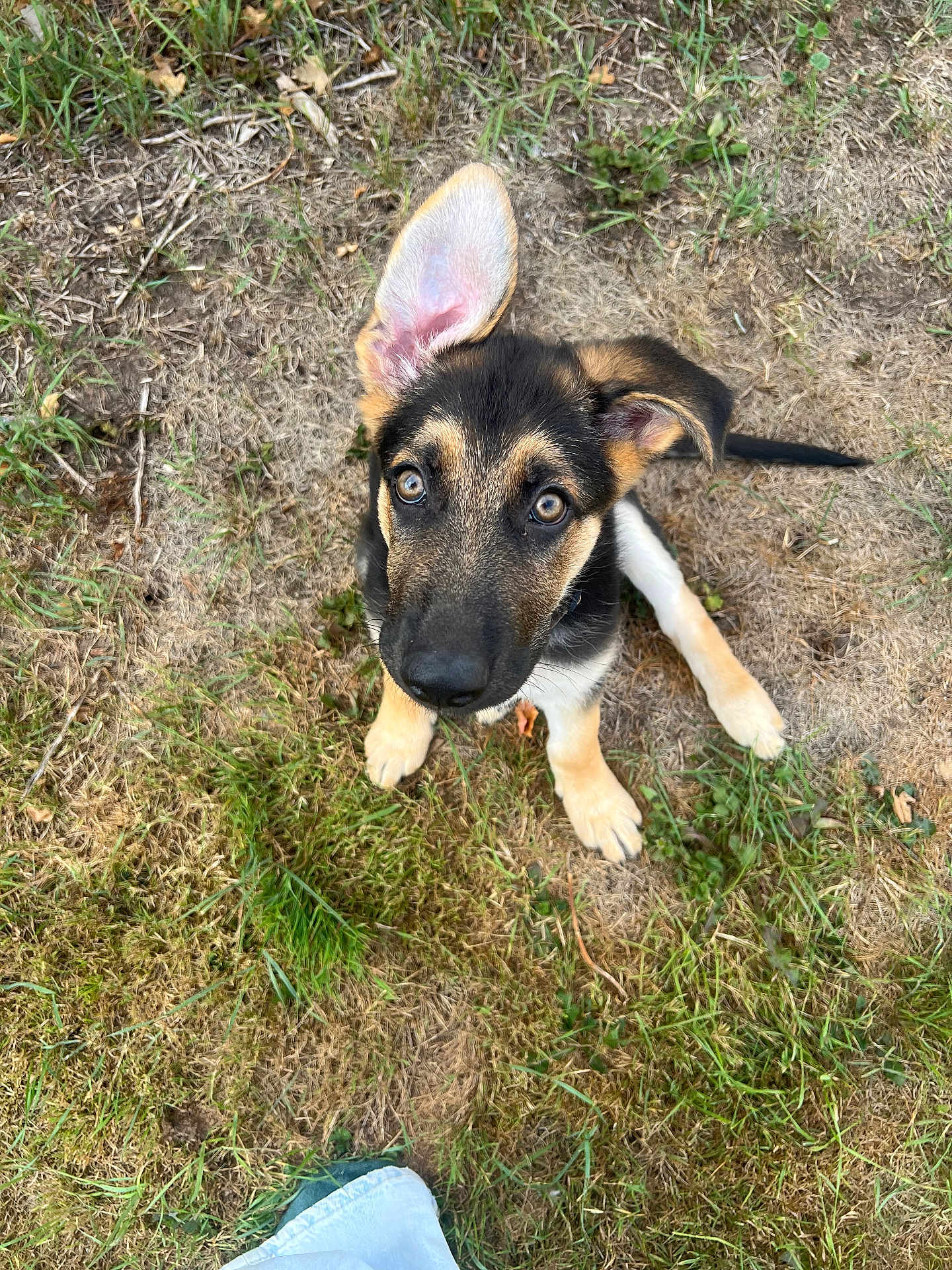 Arlo