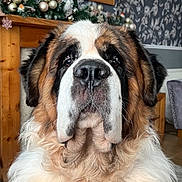 Rufus joined the competition — help win amazing prizes! dog, saint_bernard, pet, indoors, living_room, fur, fluffy, portrait, close_up, face, nose, ears, decorations, mirror, fireplace, holiday, ornaments, carpet, wallpaper, furniture