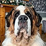 dog, saint_bernard, pet, indoors, living_room, fur, fluffy, portrait, close_up, face, nose, ears, decorations, mirror, fireplace, holiday, ornaments, carpet, wallpaper, furniture