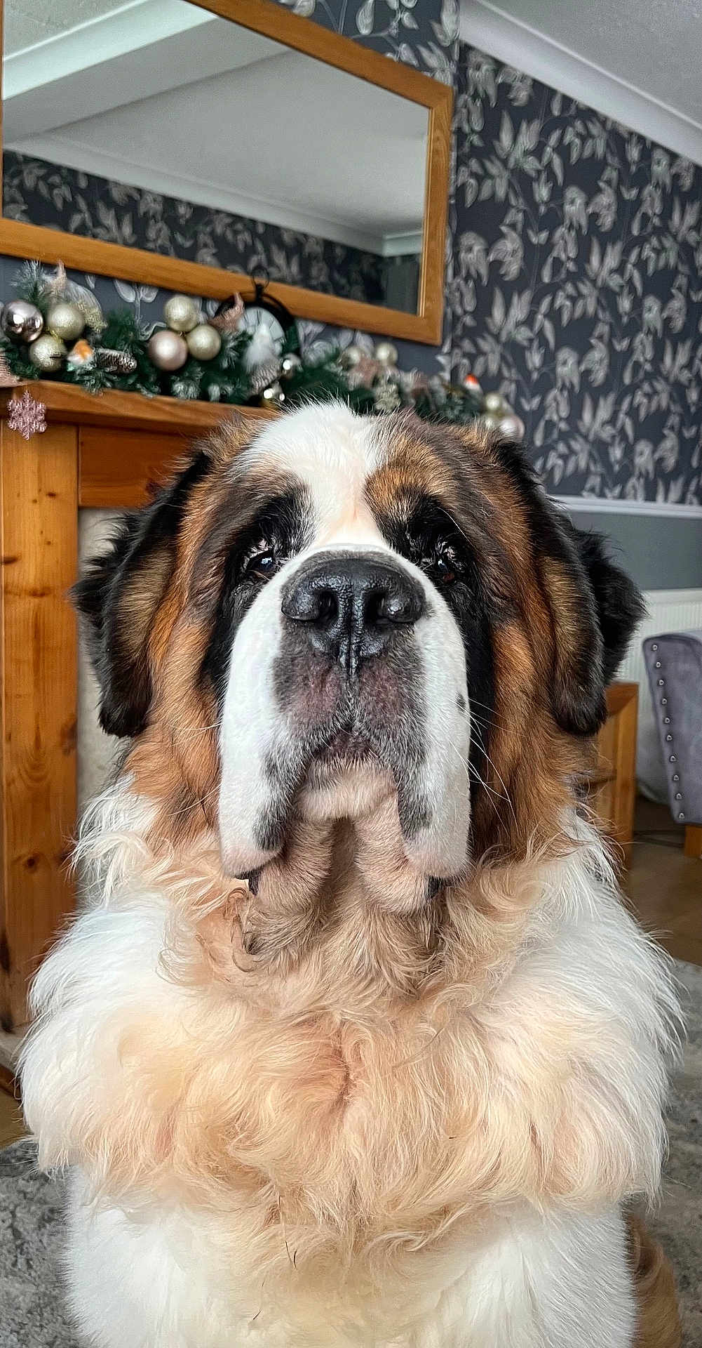 Rufus joined the competition — help win amazing prizes! dog, saint_bernard, pet, indoors, living_room, fur, fluffy, portrait, close_up, face, nose, ears, decorations, mirror, fireplace, holiday, ornaments, carpet, wallpaper, furniture