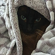 Miou a rejoint le concours — aidez-le/la à gagner de superbes lots ! animal, blanket, blue_eyes, cat, closeup, comfort, cozy, cute, domestic, face, fur, furry, hidden, indoor, pet, relaxed, resting, snuggled, soft_texture, warm