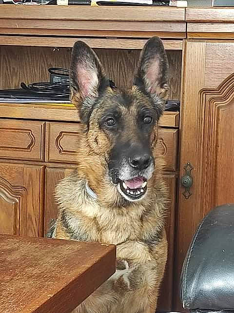 Léa a rejoint le concours — aidez-le/la à gagner de superbes lots ! cabinetry, canidae, carnivore, companion_dog, dog, dog_breed, door, drawer, east_european_shepherd, fawn, fur, german_shepherd_dog, hardwood, herding_dog, old_german_shepherd_dog, snout, sporting_group, varnish, wood, wood_stain