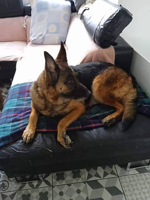 Léa participe au concours pour gagner de l'argent avec cette photo : carnivore, comfort, companion_dog, dog, dog_breed, east_european_shepherd, fawn, felidae, flooring, fur, german_shepherd_dog, herding_dog, king_shepherd, linens, old_german_shepherd_dog, pillow, room, small_to_medium_sized_cats, snout, working_animal