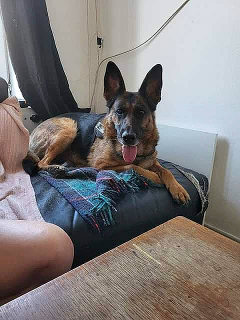 Léa a rejoint le concours — aidez-le/la à gagner de superbes lots ! canidae, carnivore, comfort, companion_dog, couch, curtain, dog, dog_breed, dog_supply, fawn, flooring, hardwood, linens, sitting, snout, sporting_group, whiskers, wood, wood_stain, working_animal