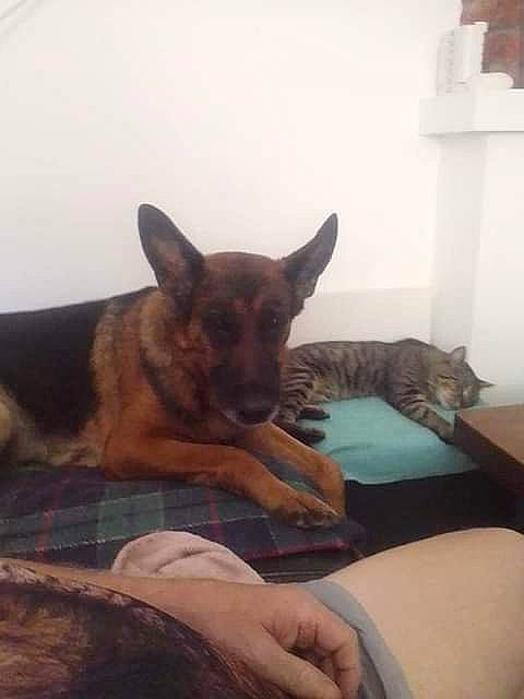 Léa participe au concours pour gagner de l'argent avec cette photo : carnivore, cat, comfort, companion_dog, dog, dog_breed, east_european_shepherd, fawn, foot, fur, german_shepherd_dog, gesture, human_leg, jaw, paw, room, sitting, sporting_group, wood, working_animal