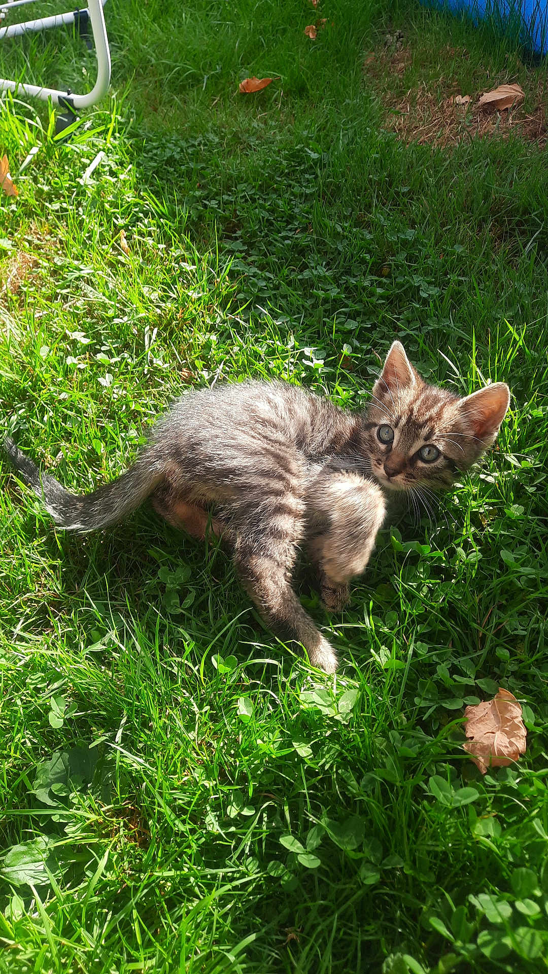 Bébé participe au concours pour gagner de l'argent avec cette photo : kitten, cat, tabby, grass, outdoor, sunlight, leaf, animal, pet, young, feline, nature, playful, greenery, cute, small, fur, whiskers, ears, relaxed