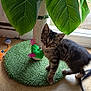 Bébé a rejoint le concours — aidez-le/la à gagner de superbes lots ! animal, cat, curious, door, feathers, feline, floor, green_mat, home, indoor, kitten, large_leaves, pet, plant, playful, scratching_post, tabby, toy, window, young_cat