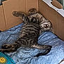 cat, tabby, sleeping, cardboard_box, cushion, indoor, pet, feline, relaxed, fur, striped, animal, cozy, resting, domestic_cat, cute, paw, whiskers, tail, bed