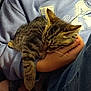 Bébé participe au concours pour gagner de l'argent avec cette photo : kitten, cat, sleeping, hand, person, blue_sweatshirt, denim, clothing, furry, cozy, indoor, resting, cute, young_animal, pet, tabby, striped, soft, comfort, close_up