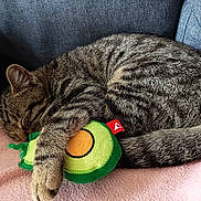 Bébé a rejoint le concours — aidez-le/la à gagner de superbes lots ! cat, tabby_cat, sleeping, curled_up, toy, avocado_toy, soft_blanket, pink_blanket, indoor, cozy, pet, feline, fur, whiskers, paw, resting, cute, domestic_animal, relaxed, couch