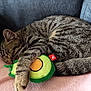 cat, tabby_cat, sleeping, curled_up, toy, avocado_toy, soft_blanket, pink_blanket, indoor, cozy, pet, feline, fur, whiskers, paw, resting, cute, domestic_animal, relaxed, couch