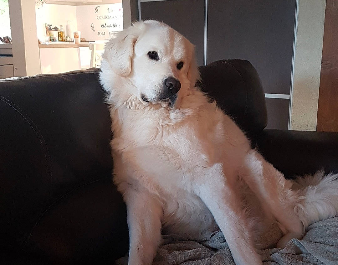 Marley a rejoint le concours — aidez-le/la à gagner de superbes lots ! akbash_dog, canidae, carnivore, companion_dog, dog, dog_breed, fur, golden_retriever, great_pyrenees, kuvasz, livestock_guardian_dog, mammal, maremma_sheepdog, mucuchies, puppy, rare_breed_dog, retriever, slovak_cuvac, sporting_group, vertebrate